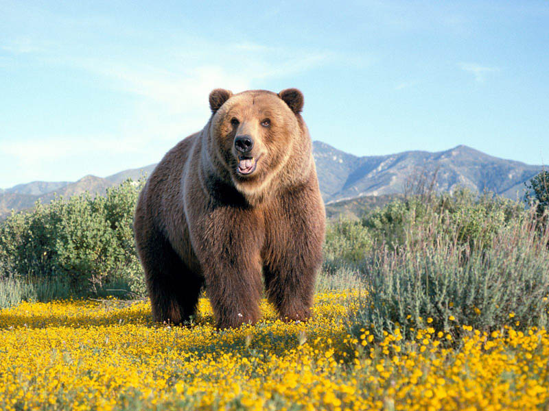 kodiak bear 15 of the Largest Animals in the World