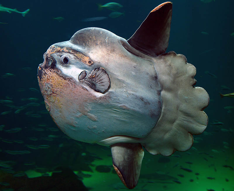 mola mola ocean sunfish 15 of the Largest Animals in the World