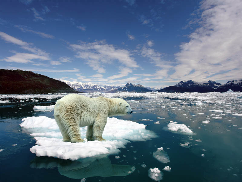 polar bear 15 of the Largest Animals in the World