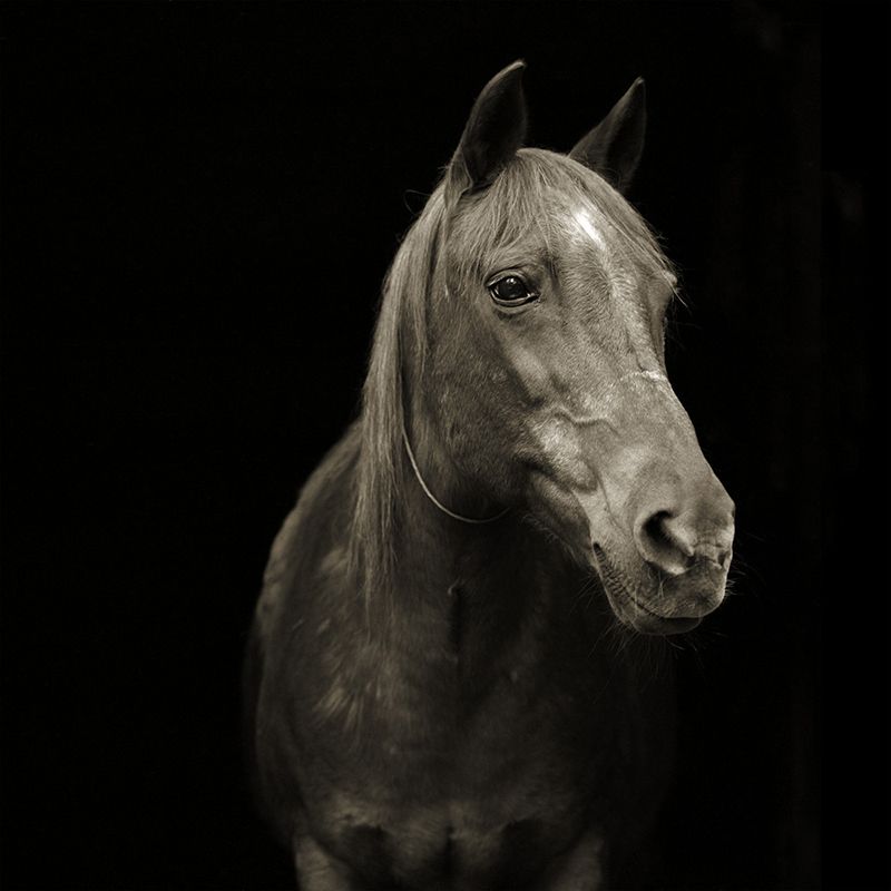 pumpkin morgan arabian horse 28 elderly animals isa leshko Black and White Animal Portraits in Breathtaking Detail