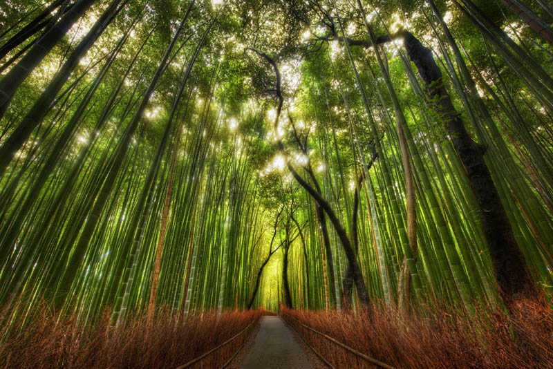 sagano bamboo forest grove arashiyama kyoto japan The Wisteria Flower Tunnel at Kawachi Fuji Garden