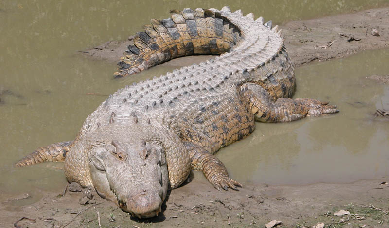 saltwater crocodile 15 of the Largest Animals in the World