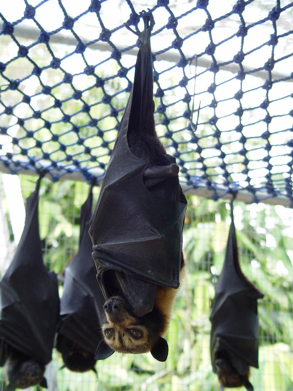 spectacled flying fox 15 of the Largest Animals in the World
