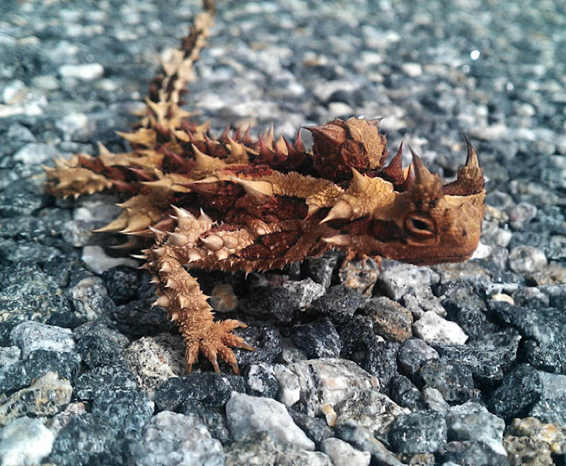 thorny devil thorny dragon mountain devil thorny lizard moloch Picture of the Day: The Thorny Devil