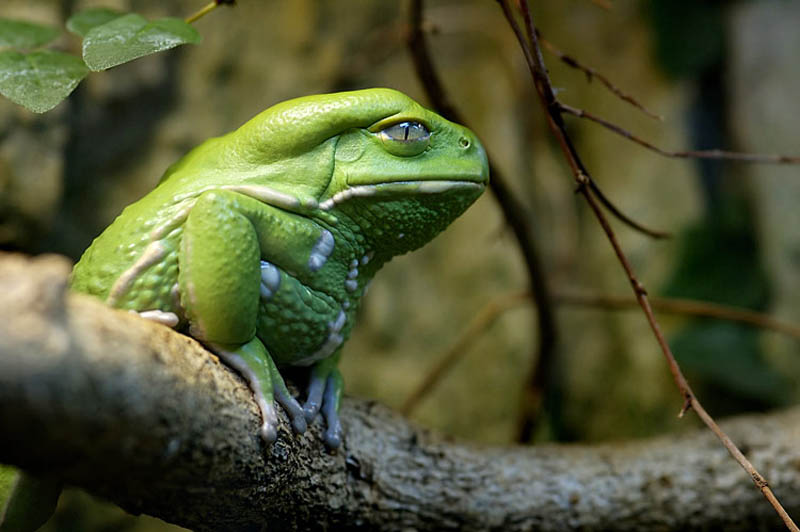 wise looking skeptical waxy monkey leaf frog wisdom of ancients Picture of the Day: The Wisdom of the Ancients