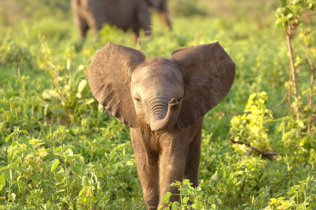 adorable baby elephant 1 The 35 Cutest Baby Elephants You Will See Today
