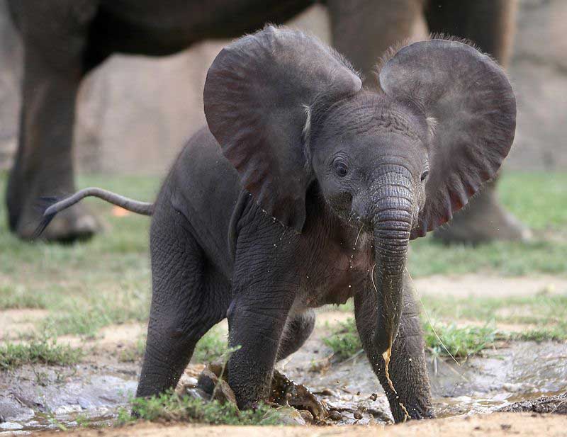 adorable baby elephant 10 The 35 Cutest Baby Elephants You Will See Today