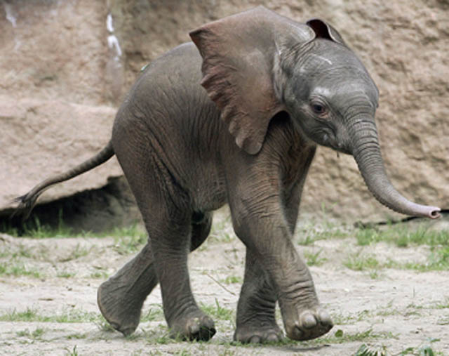 adorable baby elephant 11 The 35 Cutest Baby Elephants You Will See Today