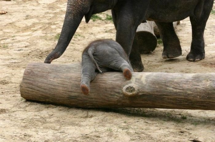 adorable baby elephant 12 The 35 Cutest Baby Elephants You Will See Today