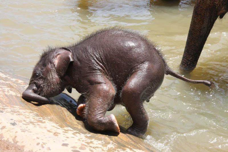 adorable baby elephant 2 The 35 Cutest Baby Elephants You Will See Today
