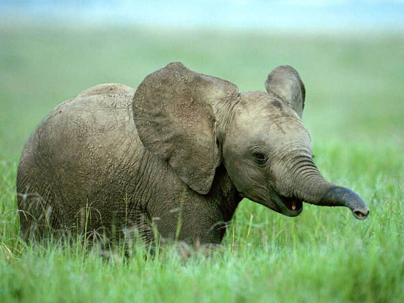 adorable baby elephant 4 The 35 Cutest Baby Elephants You Will See Today