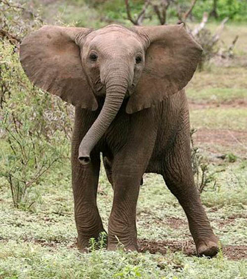 adorable baby elephant 5 The 35 Cutest Baby Elephants You Will See Today