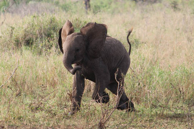 adorable baby elephant 6 The 35 Cutest Baby Elephants You Will See Today