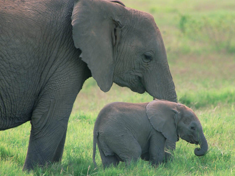 adorable baby elephant 8 The 35 Cutest Baby Elephants You Will See Today