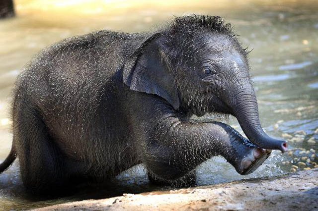 adorable baby elephant 9 The 35 Cutest Baby Elephants You Will See Today