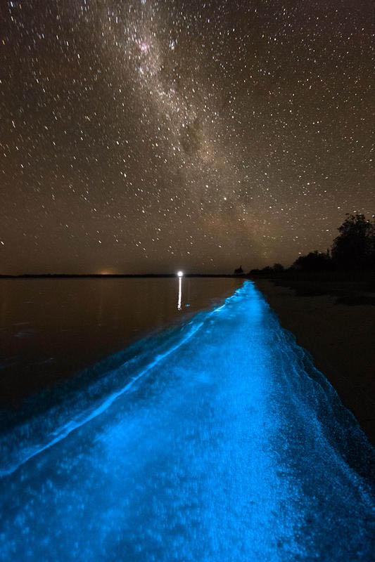bioluminescence gippsland lakes australia phil hart 2008 2009 1 The Great Bioluminescence of 2009
