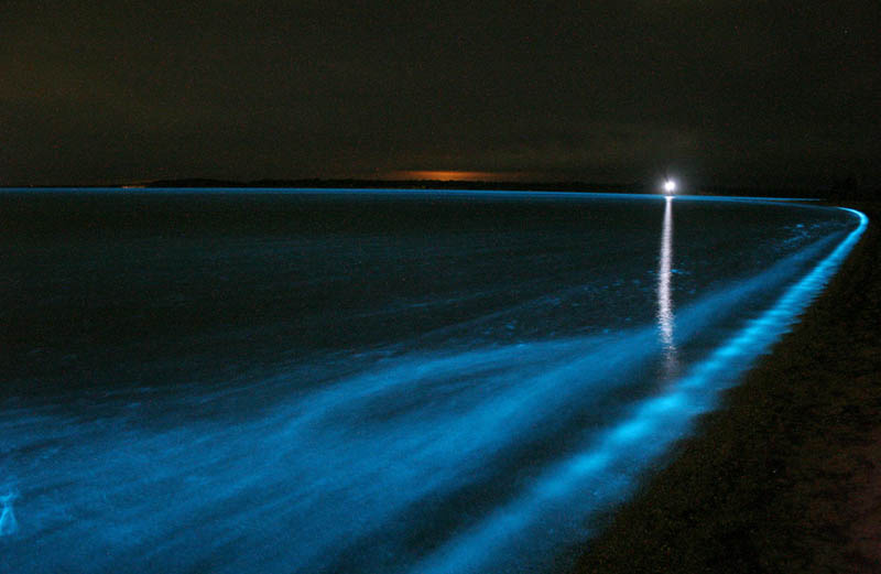 bioluminescence gippsland lakes australia phil hart 2008 2009 3 Artists Create a Bioluminescent Forest Using Projectors