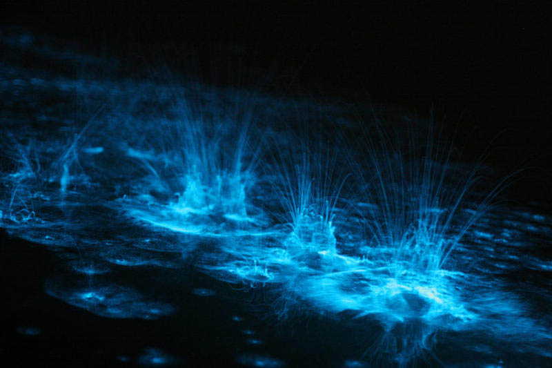 bioluminescence gippsland lakes australia phil hart 2008 2009 4 The Great Bioluminescence of 2009