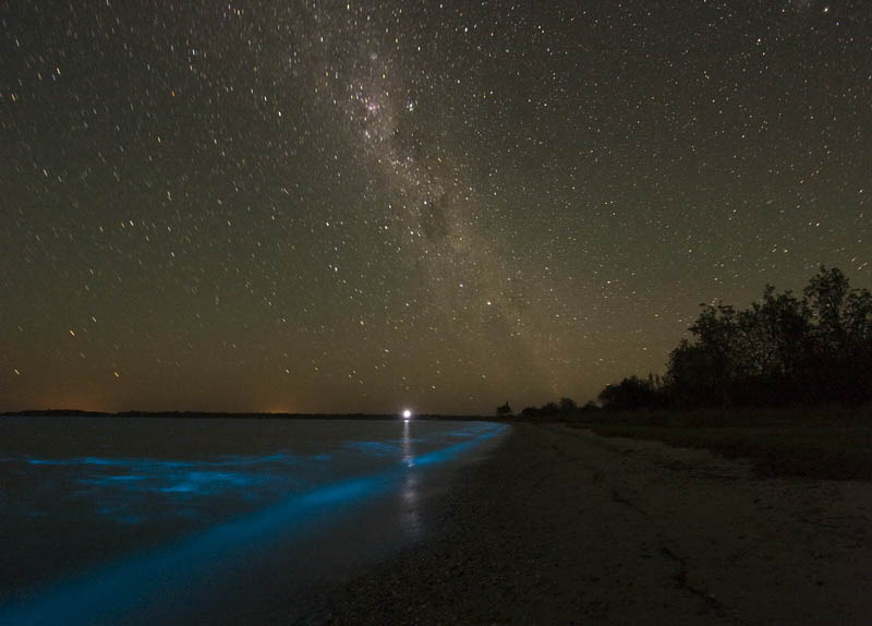 bioluminescence gippsland lakes australia phil hart 2008 2009 5 The Great Bioluminescence of 2009