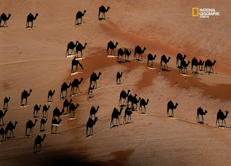 camel shadows from above aerial george steinmetz 12 Optical Illusions Made from Shadows