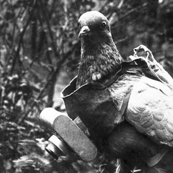 camera on pigeon aerial photography The History of Pigeon Camera Photography