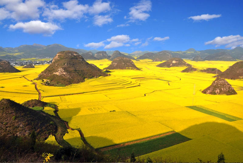 canola plants rapeseed in full bloom yellow luoping yunnan province china Picture of the Day: Canola Fields in Full Bloom