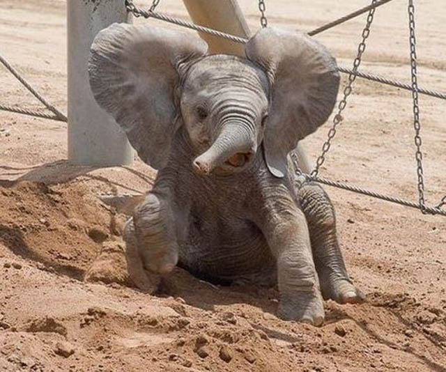 cute baby elephant 10 The 35 Cutest Baby Elephants You Will See Today