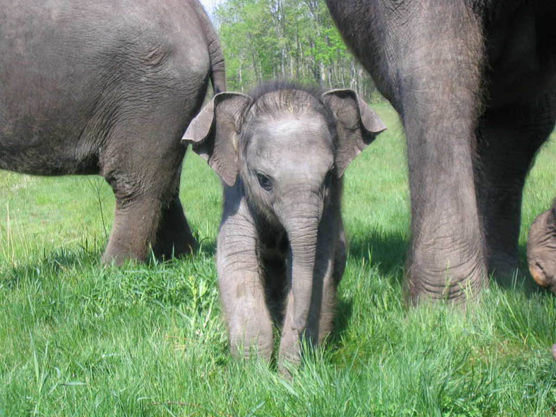 cute baby elephant 4 The 35 Cutest Baby Elephants You Will See Today