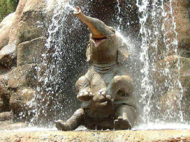 cute baby elephant 5 The 35 Cutest Baby Elephants You Will See Today