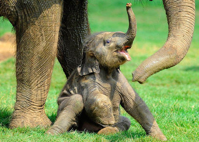 cute baby elephant 7 The 35 Cutest Baby Elephants You Will See Today