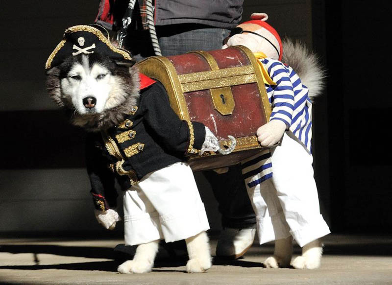 dog pirate costume funny The Shirk Report   Volume 162