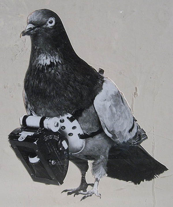 dr julius neubronner pigeon camera pigeon photography The History of Pigeon Camera Photography