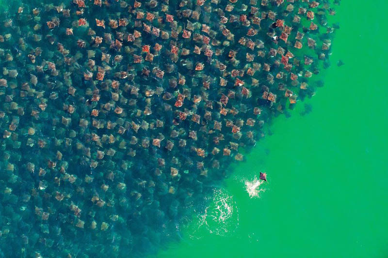 flight of the devil rays huge school group aerial from above The Top 100 Pictures of the Day for 2012