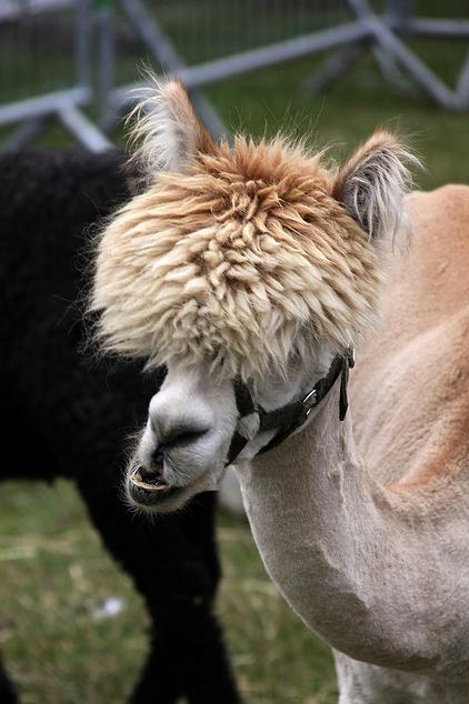  25 Alpacas with the Most Amazing Hair Ever