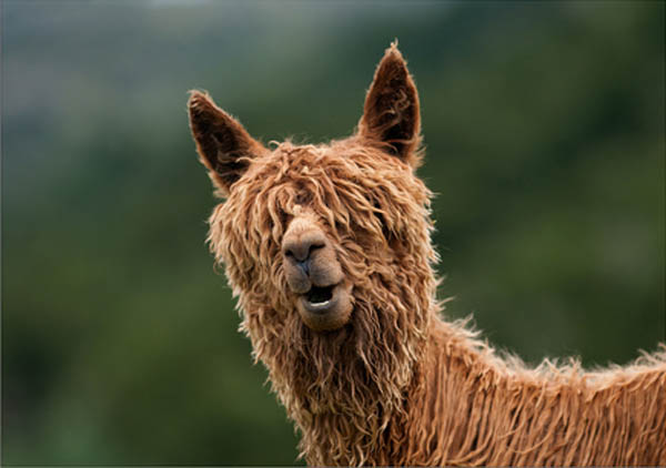 funny alpacas with awesome amazing hilarious hair 1 25 Alpacas with the Most Amazing Hair Ever