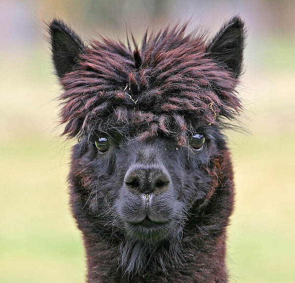 funny alpacas with awesome amazing hilarious hair 10 25 Alpacas with the Most Amazing Hair Ever