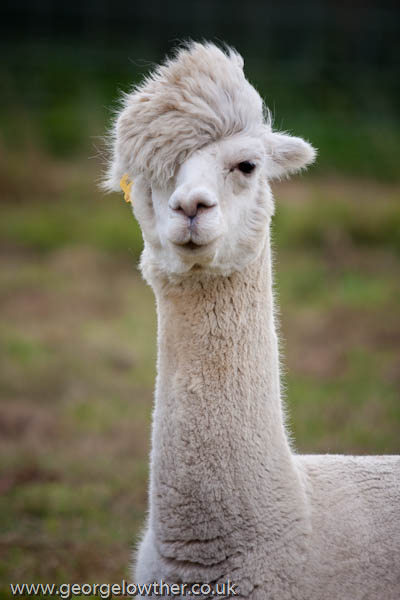 funny alpacas with awesome amazing hilarious hair 12 25 Alpacas with the Most Amazing Hair Ever