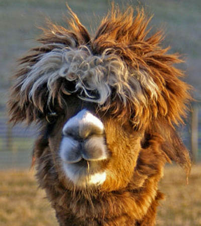 funny alpacas with awesome amazing hilarious hair 13 25 Alpacas with the Most Amazing Hair Ever