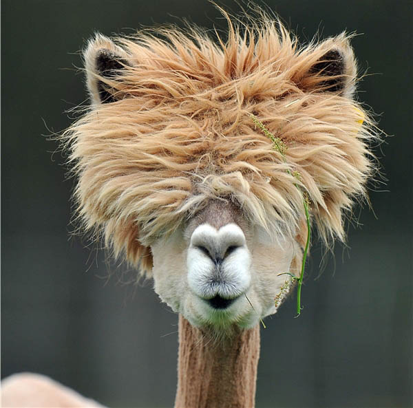 funny alpacas with awesome amazing hilarious hair 15 The 15 Greatest Animal Photobombs of All Time