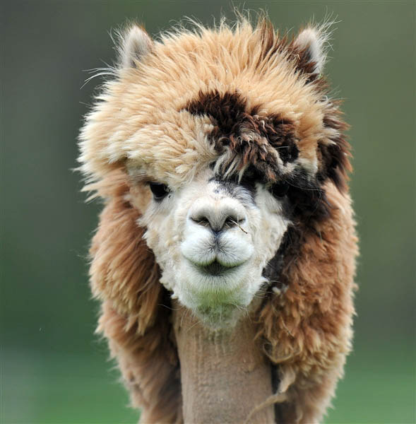 funny alpacas with awesome amazing hilarious hair 17 25 Alpacas with the Most Amazing Hair Ever