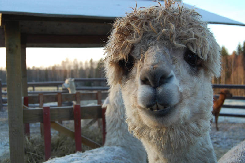 funny alpacas with awesome amazing hilarious hair 18 25 Alpacas with the Most Amazing Hair Ever
