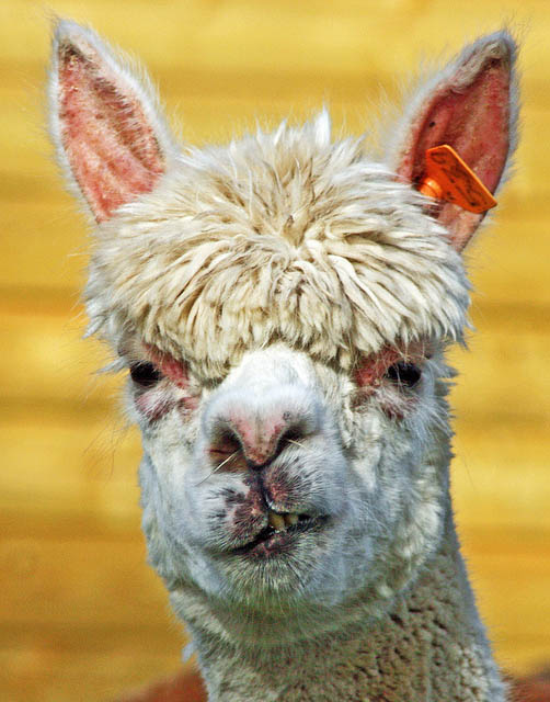 funny alpacas with awesome amazing hilarious hair 19 25 Alpacas with the Most Amazing Hair Ever