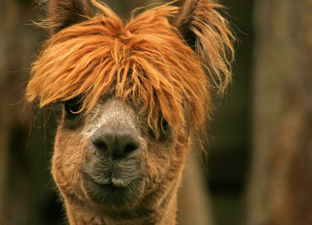 funny alpacas with awesome amazing hilarious hair 2 25 Alpacas with the Most Amazing Hair Ever