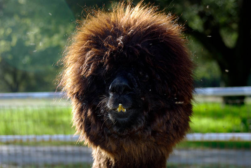 funny alpacas with awesome amazing hilarious hair 21 25 Alpacas with the Most Amazing Hair Ever