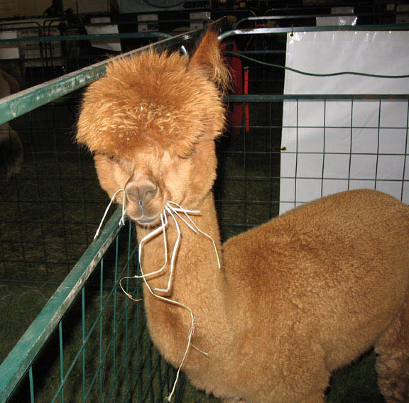 funny alpacas with awesome amazing hilarious hair 4 25 Alpacas with the Most Amazing Hair Ever
