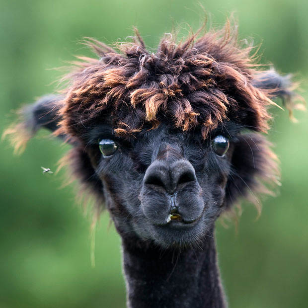 funny alpacas with awesome amazing hilarious hair 5 25 Alpacas with the Most Amazing Hair Ever