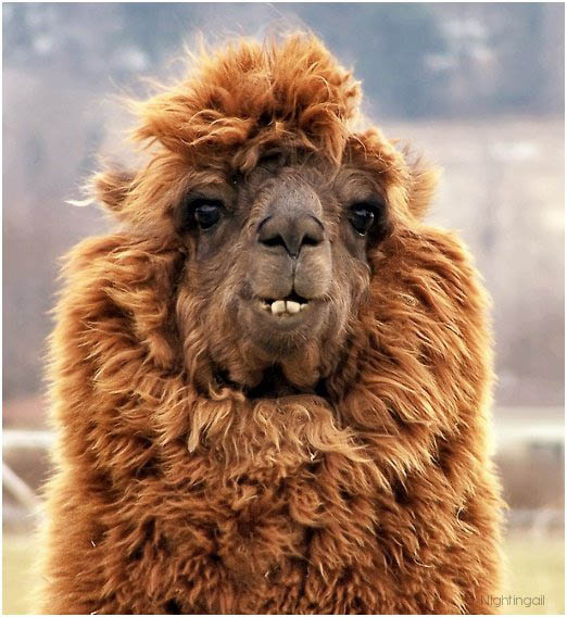 funny alpacas with awesome amazing hilarious hair 6 25 Alpacas with the Most Amazing Hair Ever