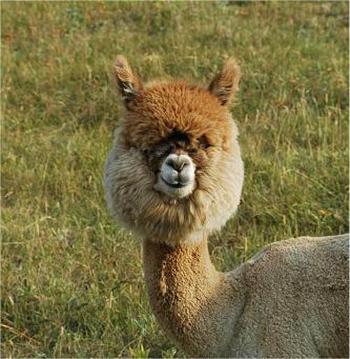 funny alpacas with awesome amazing hilarious hair 7 25 Alpacas with the Most Amazing Hair Ever