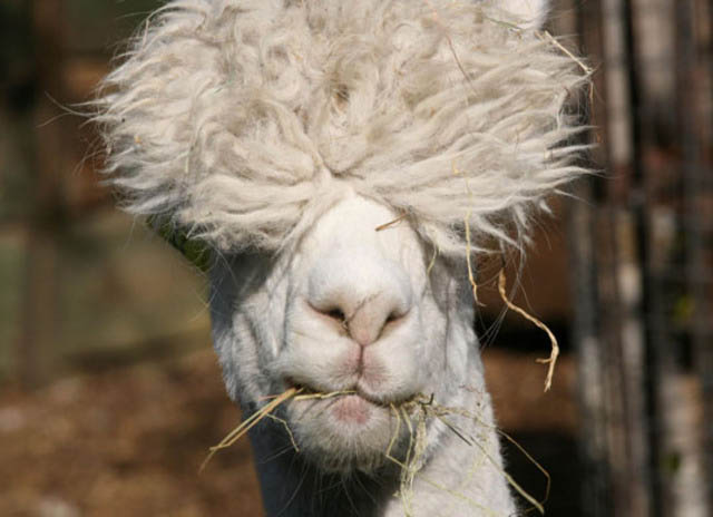 funny alpacas with awesome amazing hilarious hair 8 25 Alpacas with the Most Amazing Hair Ever