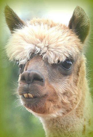funny alpacas with awesome amazing hilarious hair 9 25 Alpacas with the Most Amazing Hair Ever